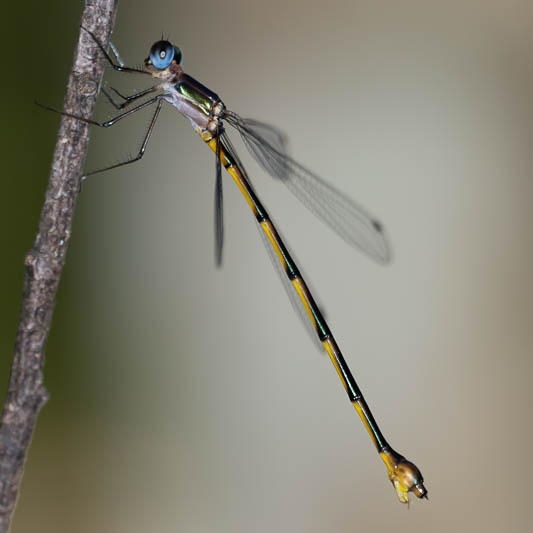 Synlestes tropicus female (1 of 2).jpg